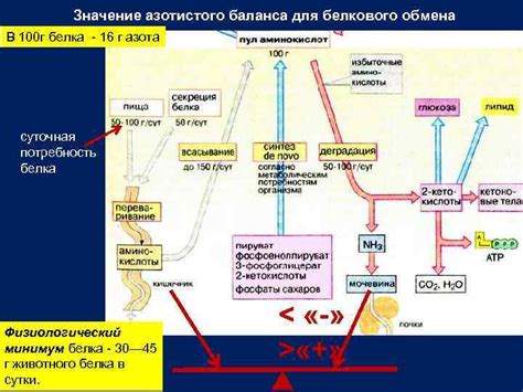 Значение азотистого баланса для организма