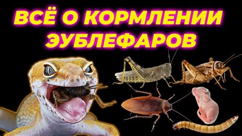 Значение имени для эублефара