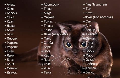 Значение имени кота