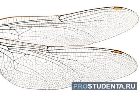 Значение крыльев стрекоз для науки и техники