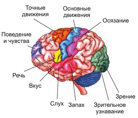 Значение мозга в докладе