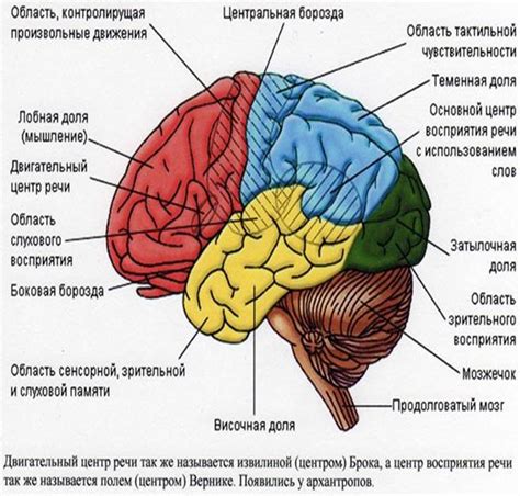 Значение мозга человека