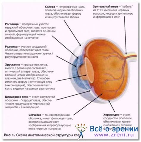 Зрение и работа памяти