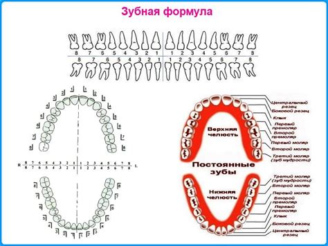 Зубная формула