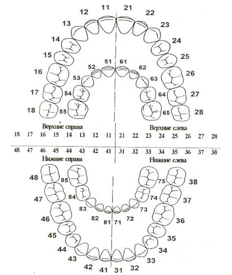 Зубная формула и износ зубов