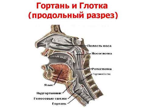 Избегайте напряжения в гортани для более мягкого звучания