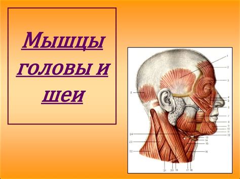 Изгибы головы и рот