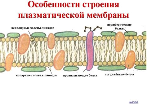 Изготовление основы мембраны