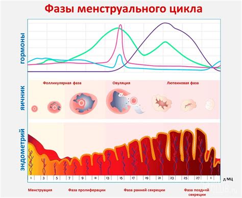 Изменения в режиме менструаций