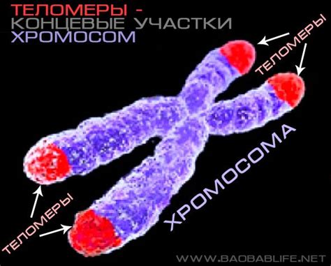 Измерение теломер