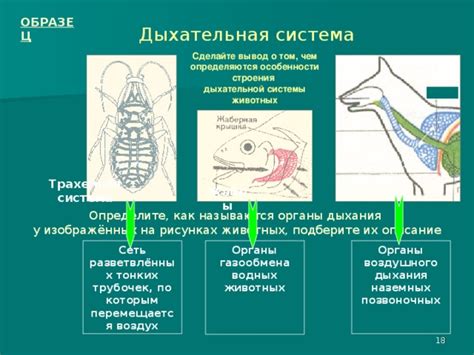 Изучение анатомии и особенностей тела животных