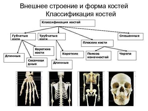 Изучение анатомии костей и шара