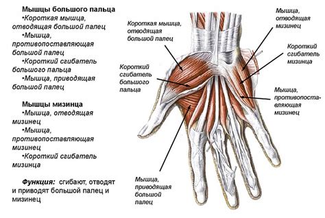 Изучение анатомии руки