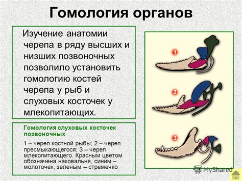 Изучение анатомии рыбы кита