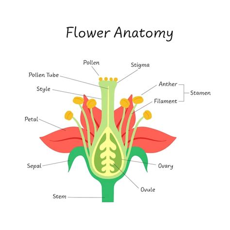 Изучение анатомии цветов