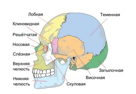 Изучение анатомии черепа