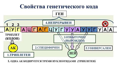 Изучение генетического кода