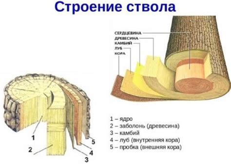 Изучение основных инструментов и функций