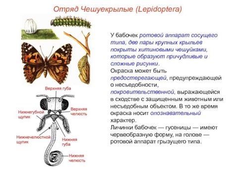 Изучение формы и анатомии бабочки