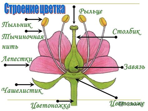 Изучение формы и деталей цветка