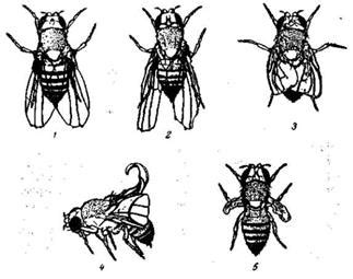 Изучение формы мухи