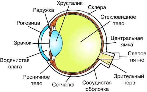 Изучите анатомию глаза