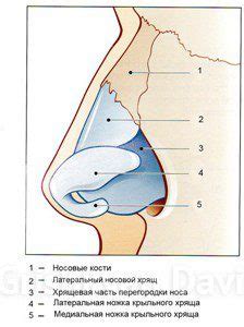 Изучите анатомию носа