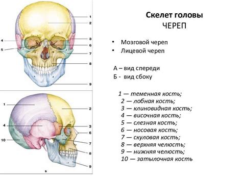 Изучите анатомию черепа