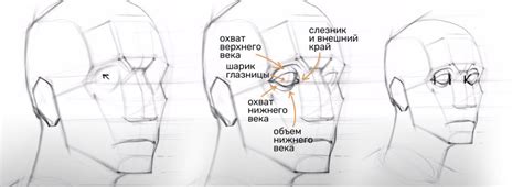 Изучите основы рисунка человека