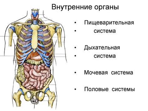 Изучите устройство другого человека