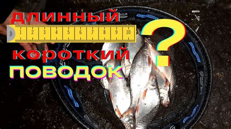 Из чего состоит комплектация поводка?