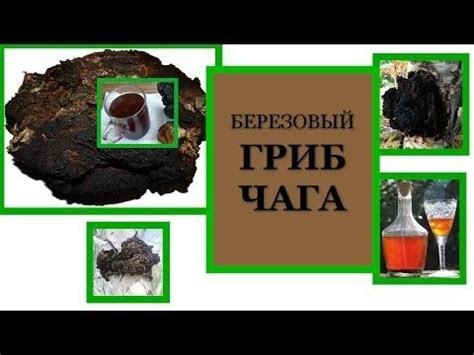 Ингредиенты для отвара из чаги