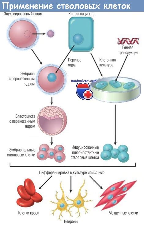 Индуцированные плюрипотентные стволовые клетки и их потенциал в лечении болезней