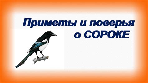 Интересные факты о сороке: особенности