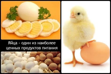 Интересные факты о яйцах кур