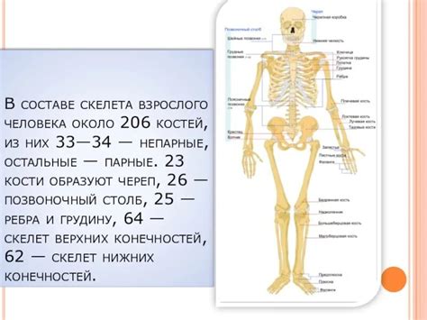 Информация о скелете и мышцах ног