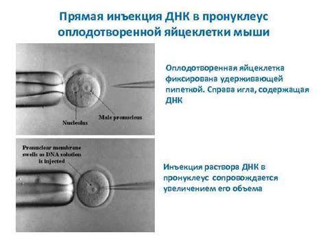 Инъекция ДНК в животное яйцо