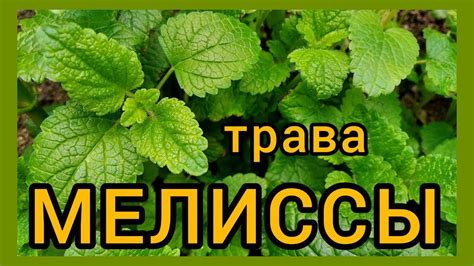 Использование высушенной мелиссы