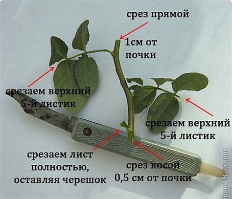 Использование растяжек для проверки приживания черенков роз