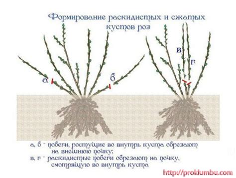 Использование связывания стебля для формирования куста розы