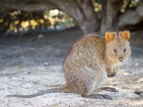 Использование Quokka в реальном времени