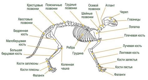 Исходная схема кошки