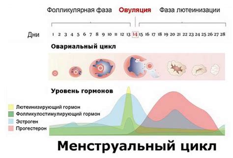 Какие изменения происходят в организме во время овуляции