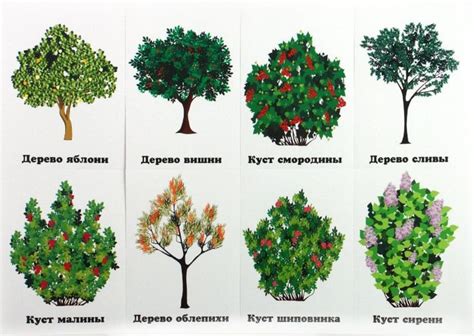 Какие растения выбрать для рисования