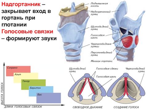 Какие упражнения помогут укрепить голосовые связки?