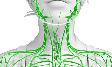 Как активизировать лимфатическую систему - эффективные методы