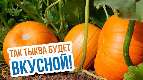 Как безопасно убирать тыкву