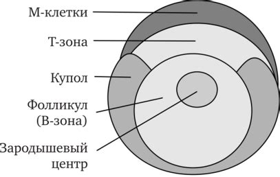 Как долго сохранить блеск пейеровых бляшек