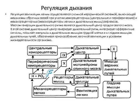 Как дыхательный центр регулирует pH крови