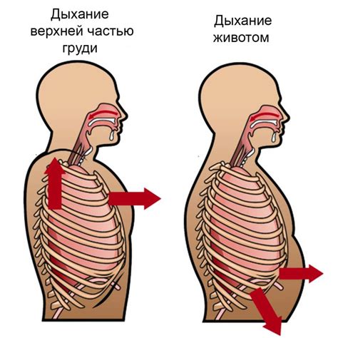 Как дышать правильно животом